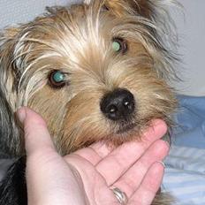 Blanding af racer Nelson