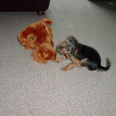 Blanding af racer Nelson