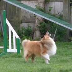 Shetland sheepdog Watson "Danger" McFluff