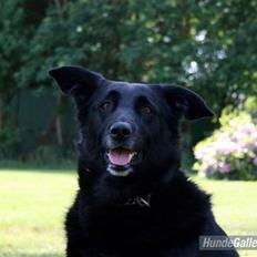 Blanding af racer   ** Lady **