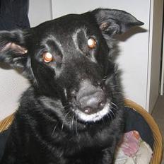 Blanding af racer   ** Lady **