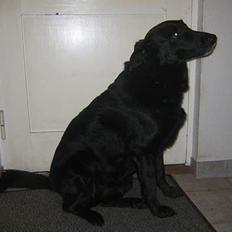 Blanding af racer   ** Lady **