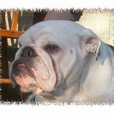 Engelsk bulldog Hertha. R.I.P 26-06-2012