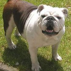 Engelsk bulldog Hertha. R.I.P 26-06-2012