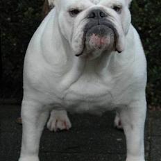 Engelsk bulldog Hertha. R.I.P 26-06-2012