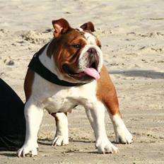 Engelsk bulldog Betty