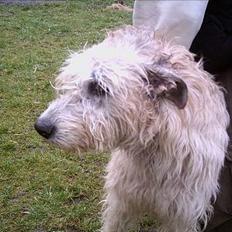 Irsk ulvehund Tumling