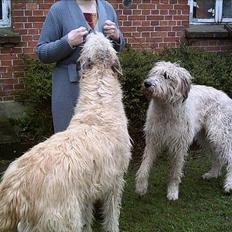 Irsk ulvehund Tumling