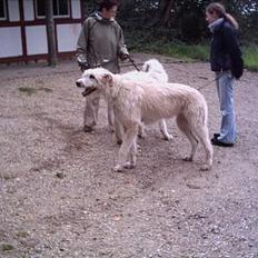 Irsk ulvehund Tumling