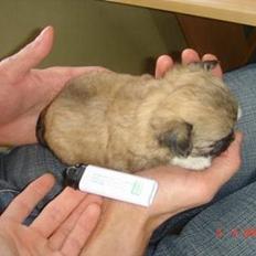 Chihuahua Kiwi