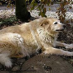 Blanding af racer Luna R.I.P 15/6.06 <3<3