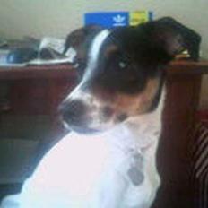 Dansk svensk gaardhund mille