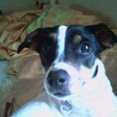 Dansk svensk gaardhund mille