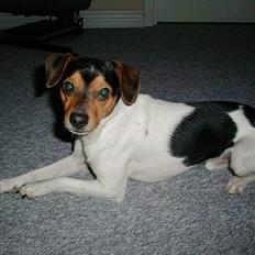 Dansk svensk gaardhund Buster