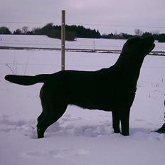 Labrador retriever Life key's eclusiv Mocca