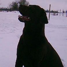 Labrador retriever Life key's eclusiv Mocca