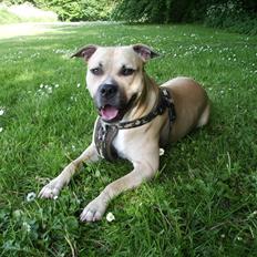 Amerikansk staffordshire terrier - Bailey 