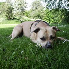 Amerikansk staffordshire terrier - Bailey