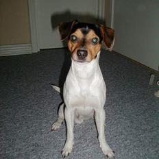 Dansk svensk gaardhund Buster