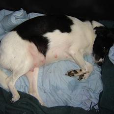 Blanding af racer Ricki og Malou´s Hvalpe