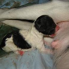 Blanding af racer Ricki og Malou´s Hvalpe