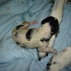 Blanding af racer Ricki og Malou´s Hvalpe