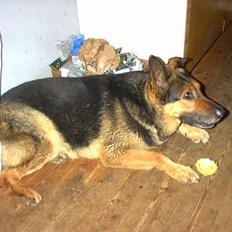 Schæferhund Odin *Død*