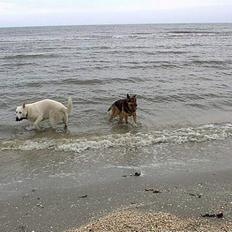 Schæferhund Odin *Død*