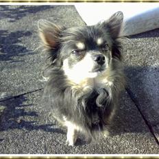 Chihuahua Lynet (Maxie 9år d.8 MAJ 2012 blev han