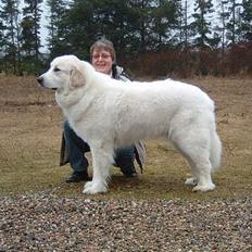 Pyreneerhund  Beauty 