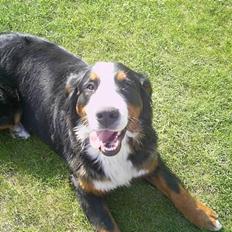 Berner sennenhund Orlanda