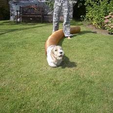 Petit basset griffon wendéen Viggo