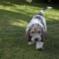 Petit basset griffon wendéen Viggo