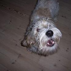 Petit basset griffon wendéen Viggo