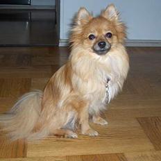 Pomeranian Kit  (betty)