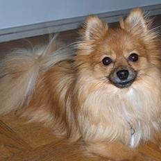 Pomeranian Kit  (betty)