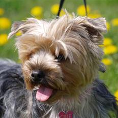 Yorkshire terrier Mette's Cille