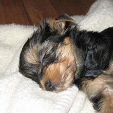 Yorkshire terrier Mette's Cille
