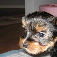 Yorkshire terrier Mette's Cille
