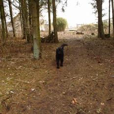 Riesenschnauzer Hector -Død ;,(