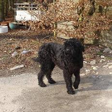 Riesenschnauzer Hector -Død ;,(