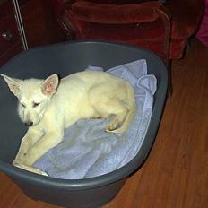 Hvid schæfer Tittes Goliat (Silver)