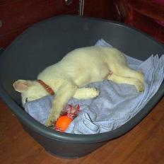 Hvid schæfer Tittes Goliat (Silver)