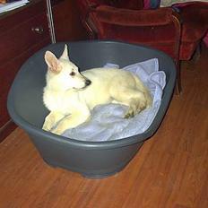 Hvid schæfer Tittes Goliat (Silver)