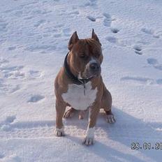Amerikansk staffordshire terrier diesel (cerius) R.I.P