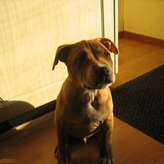Staffordshire bull terrier ""(Engelsk) ""Gizmo""