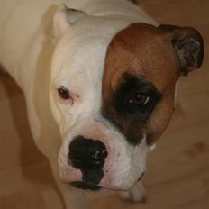 Amerikansk bulldog Iris