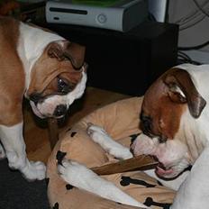 Amerikansk bulldog Iris