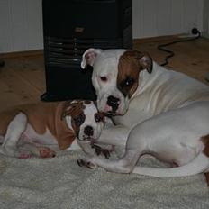 Amerikansk bulldog Iris