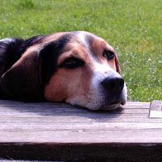 Blanding af racer Basse :] the lover dog. 
